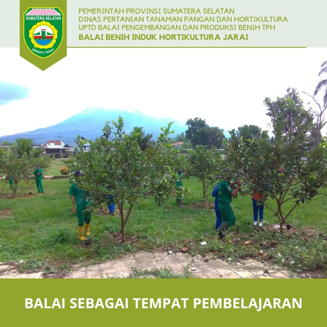 Sibipop Sistem Informasi Pengembangan Dan Produksi Benih Tanaman